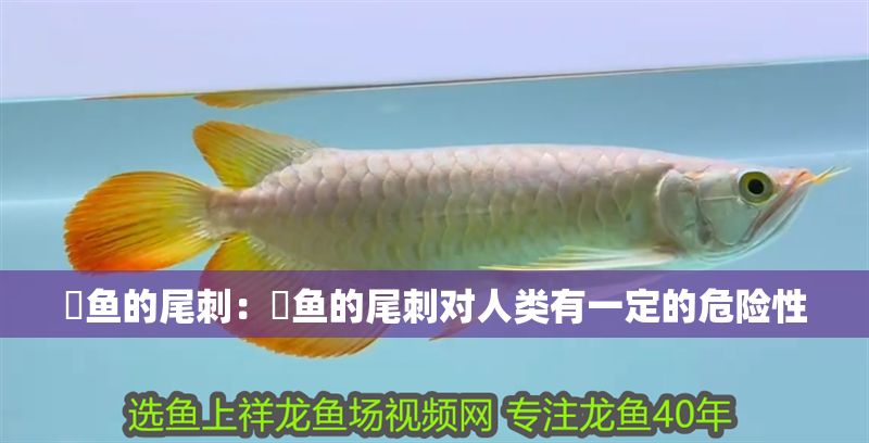 魟魚的尾刺：魟魚的尾刺對人類有一定的危險性