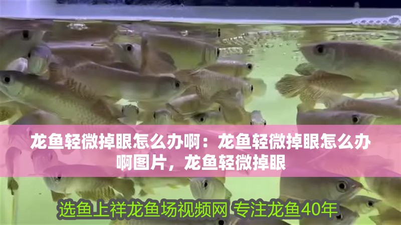 龍魚輕微掉眼怎么辦啊：龍魚輕微掉眼怎么辦啊圖片，龍魚輕微掉眼 龍魚輕微掉眼怎么辦啊：龍魚輕微掉眼怎么辦啊圖片，龍魚輕微掉眼 水族問答