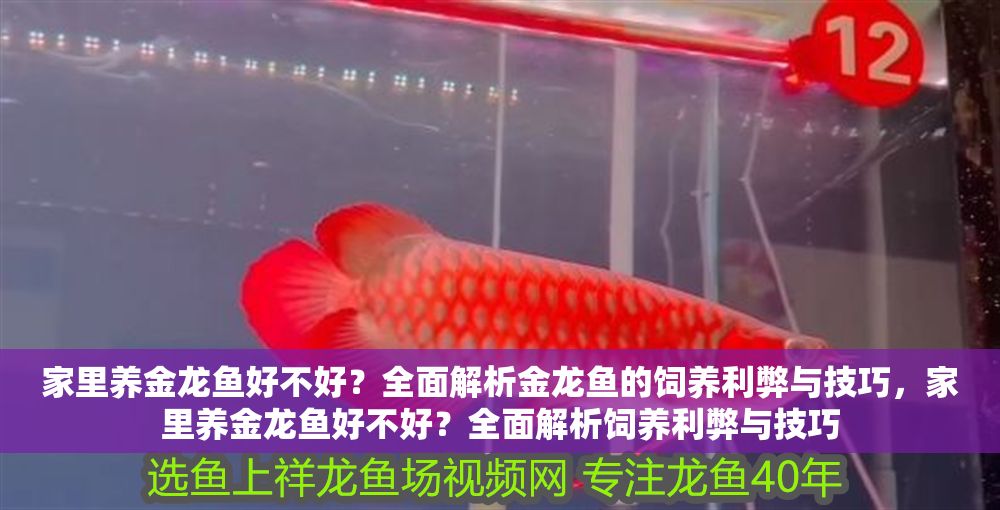 家里養(yǎng)金龍魚好不好？全面解析金龍魚的飼養(yǎng)利弊與技巧，家里養(yǎng)金龍魚好不好？全面解析飼養(yǎng)利弊與技巧