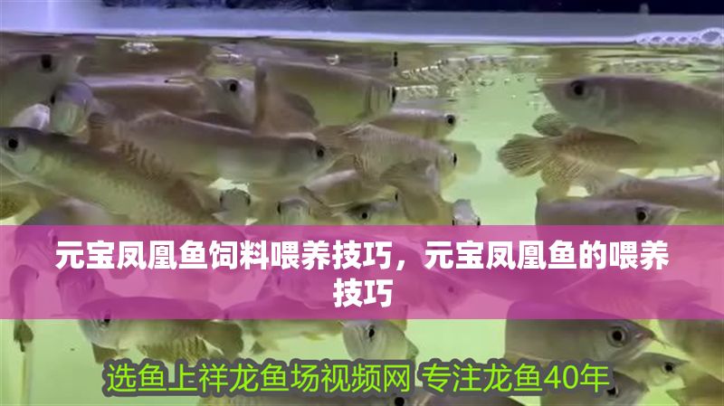 如何管理印尼小紅龍魚水質:印尼小紅龍魚水質管理方法 紅龍魚百科 第1張 如何管理印尼小紅龍魚水質:印尼小紅龍魚水質管理方法 如何管理印尼小紅龍魚水質:印尼小紅龍魚水質管理方法 紅龍魚百科 第1張