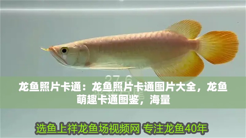 龍魚(yú)照片卡通：龍魚(yú)照片卡通圖片大全，龍魚(yú)萌趣卡通圖鑒，海量