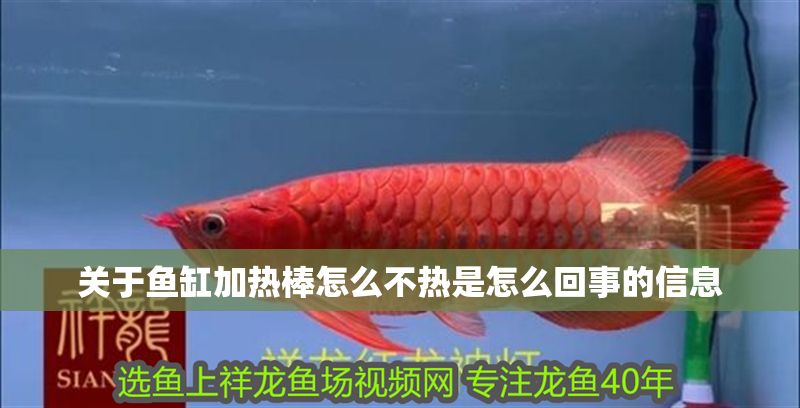 關(guān)于魚缸加熱棒怎么不熱是怎么回事的信息 關(guān)于魚缸加熱棒怎么不熱是怎么回事的信息 錦鯉魚百科 第1張