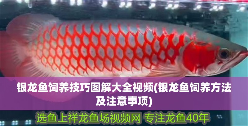 銀龍魚飼養(yǎng)技巧圖解大全視頻(銀龍魚飼養(yǎng)方法及注意事項)