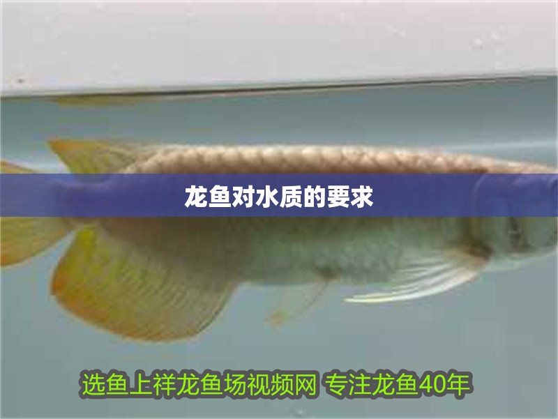 龍魚對水質的要求