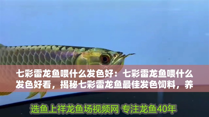 七彩雷龍魚喂什么發(fā)色好：七彩雷龍魚喂什么發(fā)色好看，揭秘七彩雷龍魚最佳發(fā)色飼料，養(yǎng)出炫 七彩雷龍魚喂什么發(fā)色好：七彩雷龍魚喂什么發(fā)色好看，揭秘七彩雷龍魚最佳發(fā)色飼料，養(yǎng)出炫 水族問答