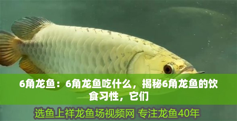 6角龍魚：6角龍魚吃什么，揭秘6角龍魚的飲食習性，它們 6角龍魚：6角龍魚吃什么，揭秘6角龍魚的飲食習性，它們 水族問答