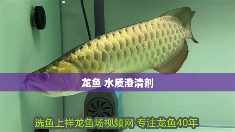 龍魚 水質澄清劑 龍魚 水質澄清劑 龍魚百科