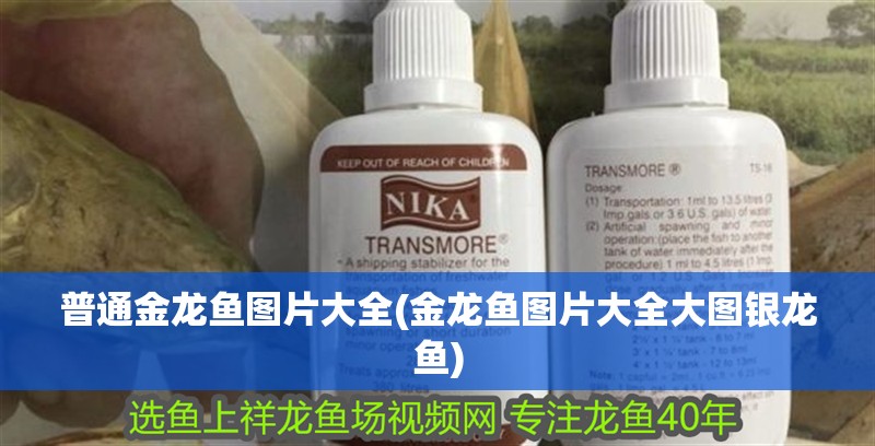 龍魚干蝦有營養嗎 普通金龍魚圖片大全(金龍魚圖片大全大圖銀龍魚) 銀龍魚百科 普通金龍魚圖片大全(金龍魚圖片大全大圖銀龍魚) 普通金龍魚圖片大全(金龍魚圖片大全大圖銀龍魚) 銀龍魚百科