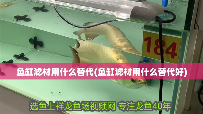 魚缸濾材用什么替代(魚缸濾材用什么替代好)