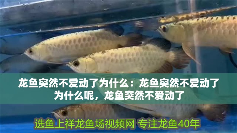 龍魚突然不愛動了為什么：龍魚突然不愛動了為什么呢，龍魚突然不愛動了 龍魚突然不愛動了為什么：龍魚突然不愛動了為什么呢，龍魚突然不愛動了 水族問答