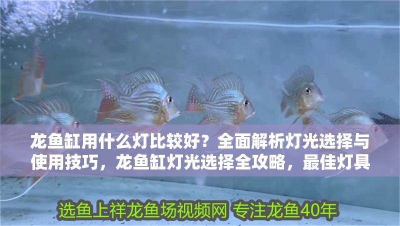 龍魚缸用什么燈比較好？全面解析燈光選擇與使用技巧，龍魚缸燈光選擇全攻略，最佳燈具推薦與使用技巧解析 龍魚缸用什么燈比較好？全面解析燈光選擇與使用技巧，龍魚缸燈光選擇全攻略，最佳燈具推薦與使用技巧解析 龍魚常見疾病 第1張
