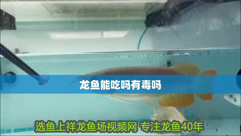 龍魚能吃嗎有毒嗎 龍魚能吃嗎有毒嗎 龍魚百科