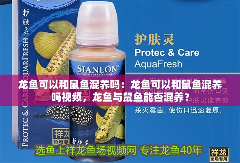 龍魚可以和鼠魚混養嗎：龍魚可以和鼠魚混養嗎視頻，龍魚與鼠魚能否混養？