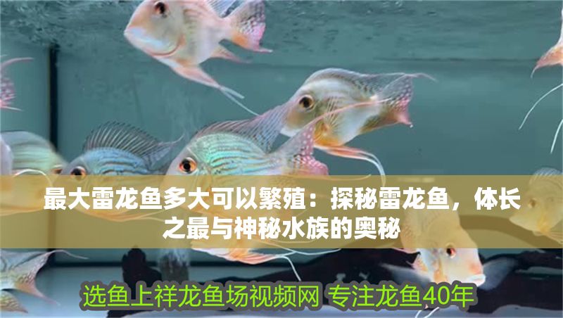 最大雷龍魚多大可以繁殖：探秘雷龍魚，體長之最與神秘水族的奧秘