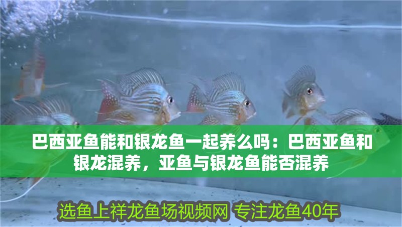 巴西亞魚能和銀龍魚一起養么嗎：巴西亞魚和銀龍混養，亞魚與銀龍魚能否混養 巴西亞魚能和銀龍魚一起養么嗎：巴西亞魚和銀龍混養，亞魚與銀龍魚能否混養 水族問答