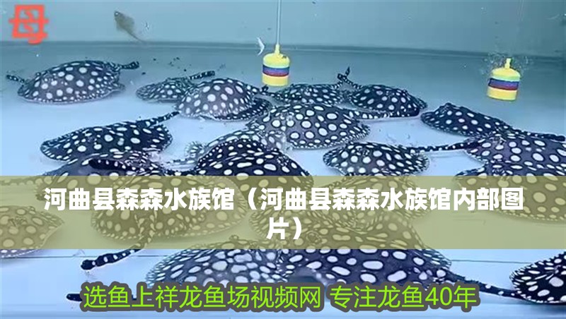 河曲縣森森水族館（河曲縣森森水族館內(nèi)部圖片）