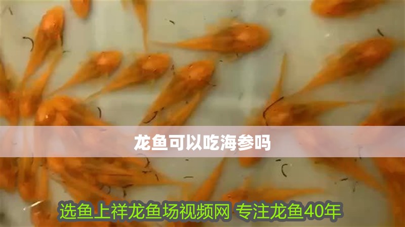 龍魚(yú)可以吃海參嗎