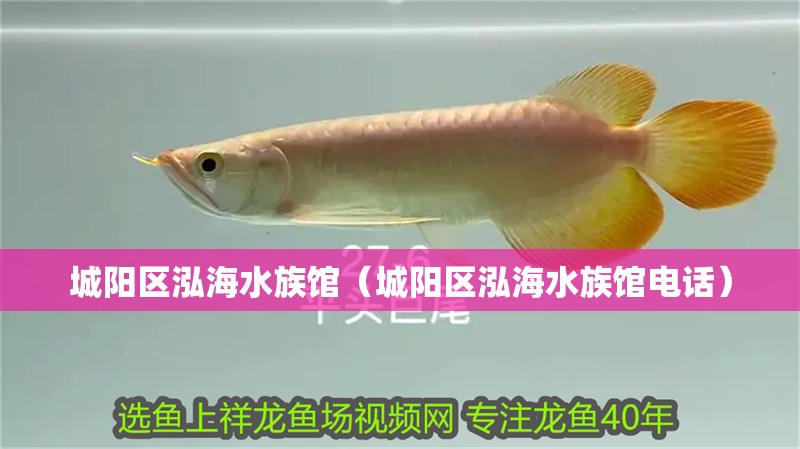 城陽(yáng)區(qū)泓海水族館(城陽(yáng)區(qū)泓海水族館電話) 全國(guó)水族館企業(yè)名錄 第2張 城陽(yáng)區(qū)泓海水族館(城陽(yáng)區(qū)泓海水族館電話) 城陽(yáng)區(qū)泓海水族館(城陽(yáng)區(qū)泓海水族館電話) 全國(guó)水族館企業(yè)名錄 第2張