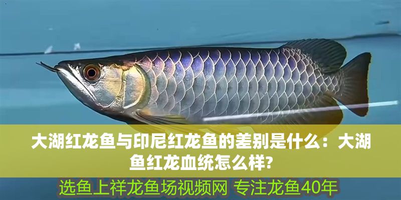 大湖紅龍魚與印尼紅龍魚的差別是什么：大湖魚紅龍血統怎么樣?