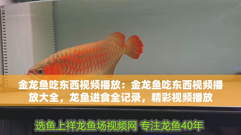 金龍魚吃東西視頻播放：金龍魚吃東西視頻播放大全，龍魚進食全記錄，精彩視頻播放