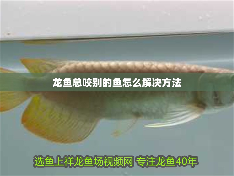 龍魚總咬別的魚怎么解決方法