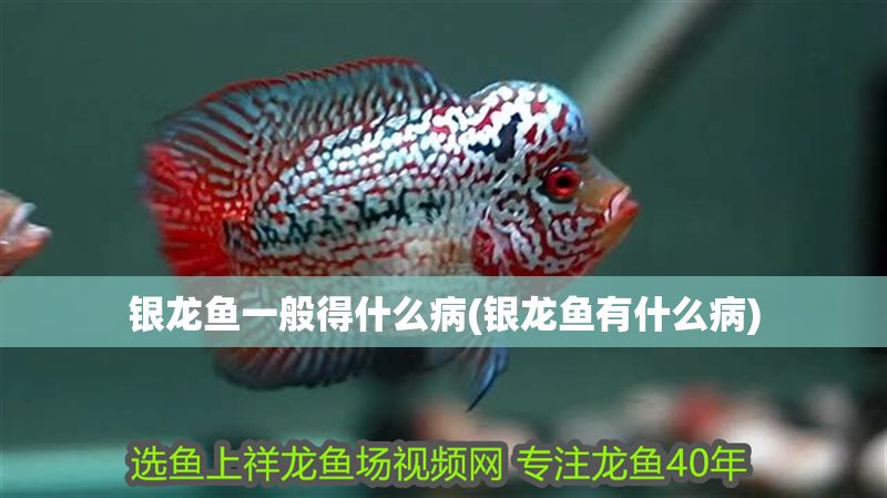 銀龍魚一般得什么病(銀龍魚有什么病) 銀龍魚一般得什么病(銀龍魚有什么病) 銀龍魚百科 第1張