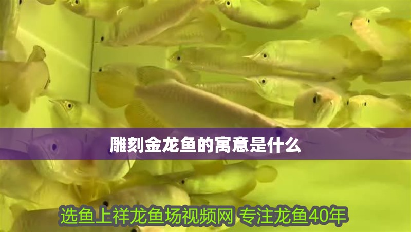雕刻金龍魚的寓意是什么 雕刻金龍魚的寓意是什么 龍魚百科
