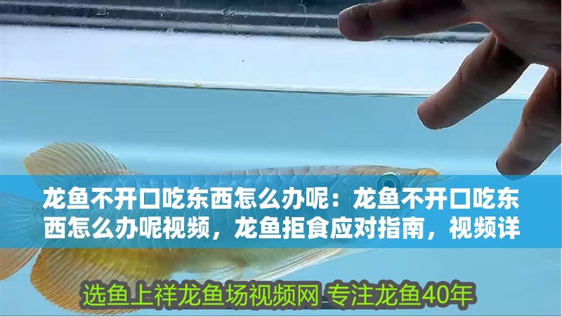龍魚不開口吃東西怎么辦呢：龍魚不開口吃東西怎么辦呢視頻，龍魚拒食應(yīng)對(duì)指南，視頻詳解 龍魚不開口吃東西怎么辦呢：龍魚不開口吃東西怎么辦呢視頻，龍魚拒食應(yīng)對(duì)指南，視頻詳解 水族問(wèn)答