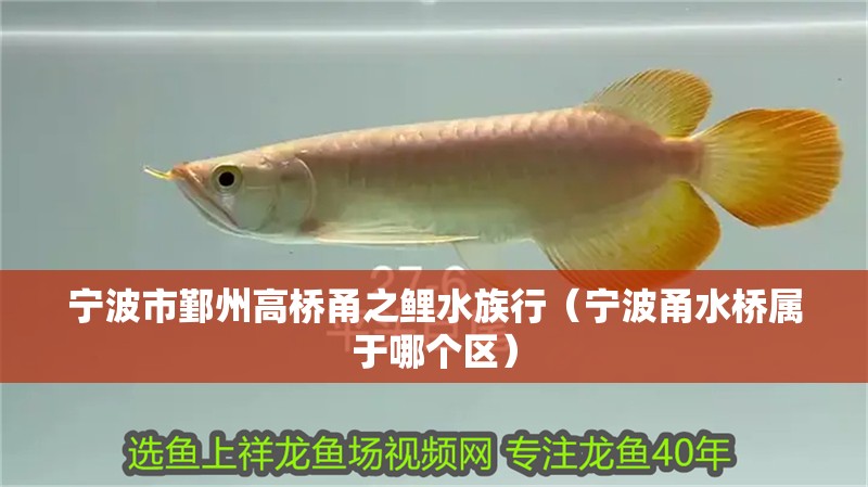 寧波市鄞州高橋甬之鯉水族行（寧波甬水橋?qū)儆谀膫€區(qū)） 寧波市鄞州高橋甬之鯉水族行（寧波甬水橋?qū)儆谀膫€區(qū)） 全國水族館企業(yè)名錄 第2張