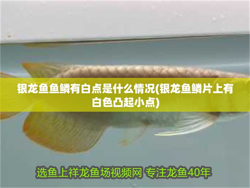 銀龍魚魚鱗有白點是什么情況(銀龍魚鱗片上有白色凸起小點)