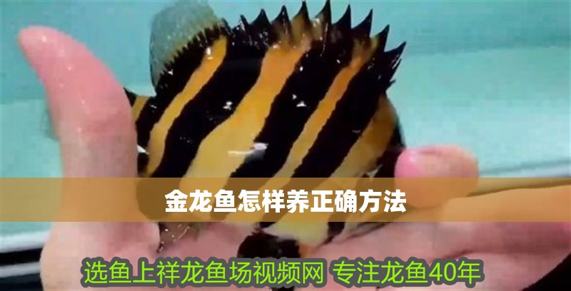 金龍魚怎樣養正確方法 龍魚百科 金龍魚怎樣養正確方法 金龍魚怎樣養正確方法 龍魚百科