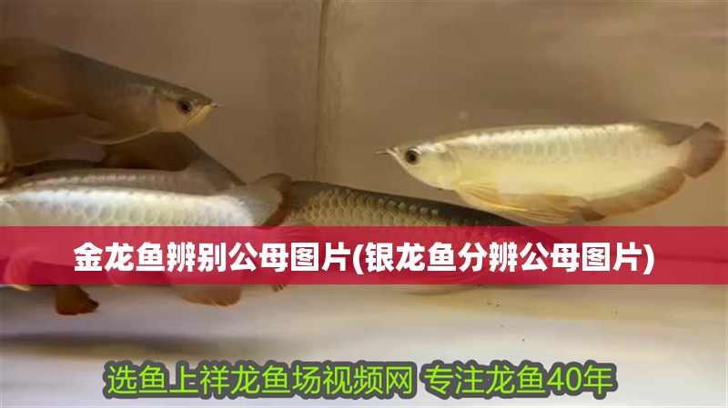 金龍魚辨別公母圖片(銀龍魚分辨公母圖片)