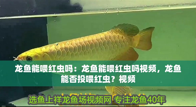 龍魚能喂紅蟲嗎：龍魚能喂紅蟲嗎視頻，龍魚能否投喂紅蟲？視頻