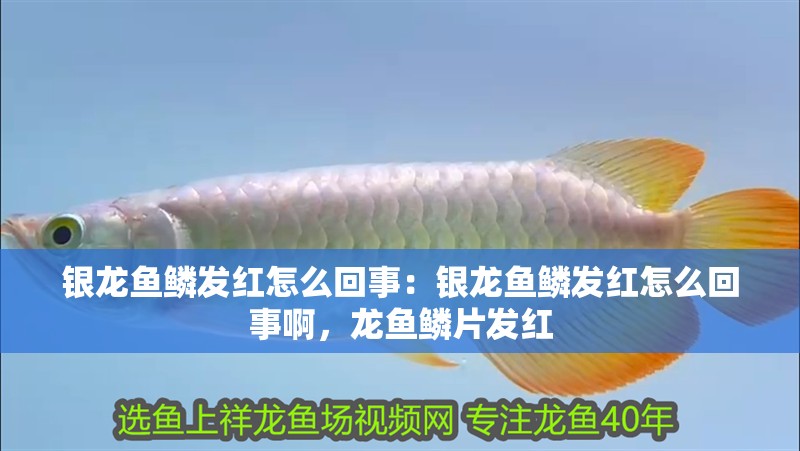 銀龍魚鱗發紅怎么回事：銀龍魚鱗發紅怎么回事啊，龍魚鱗片發紅