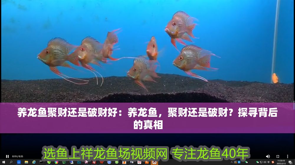 養龍魚聚財還是破財好：養龍魚，聚財還是破財？探尋背后的真相