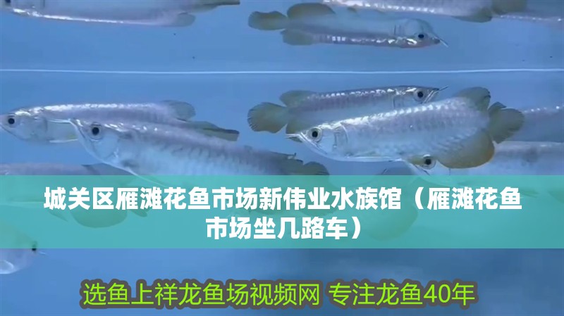 城關區雁灘花魚市場新偉業水族館（雁灘花魚市場坐幾路車）
