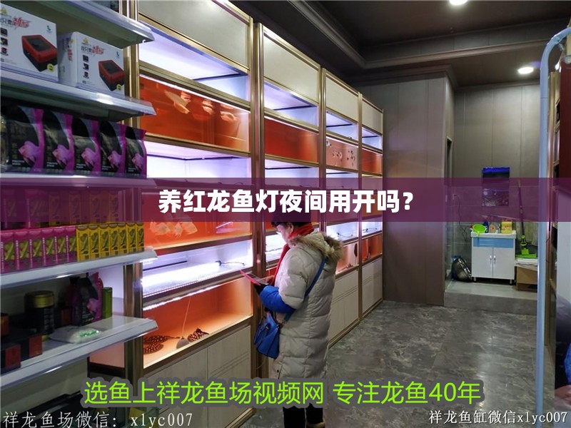 養紅龍魚燈夜間用開嗎？