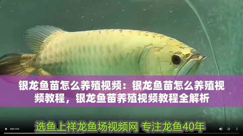 銀龍魚苗怎么養殖視頻：銀龍魚苗怎么養殖視頻教程，銀龍魚苗養殖視頻教程全解析
