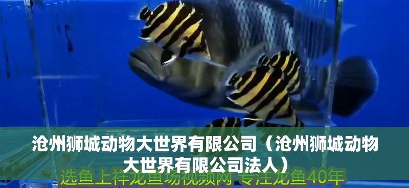 滄州獅城動物大世界有限公司(滄州獅城動物大世界有限公司法人) 全國水族館企業名錄 第2張 滄州獅城動物大世界有限公司(滄州獅城動物大世界有限公司法人) 滄州獅城動物大世界有限公司(滄州獅城動物大世界有限公司法人) 全國水族館企業名錄 第2張