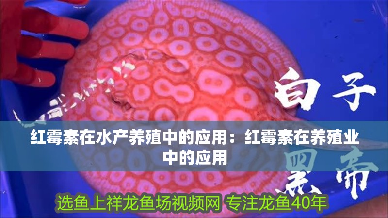 紅霉素在水產(chǎn)養(yǎng)殖中的應(yīng)用：紅霉素在養(yǎng)殖業(yè)中的應(yīng)用