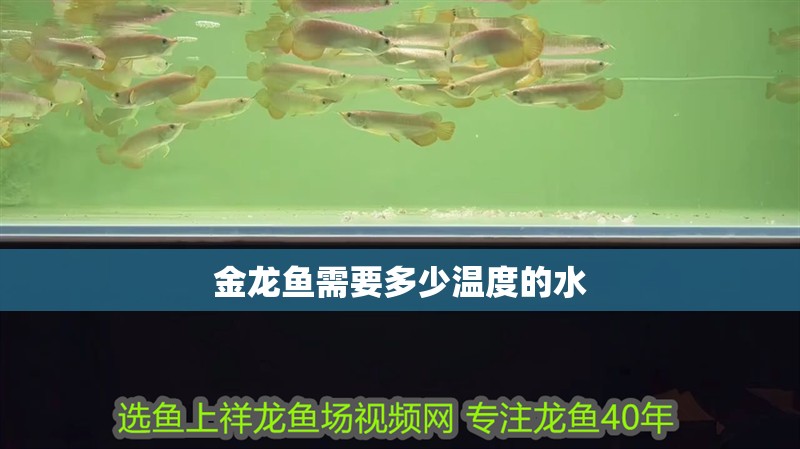 金龍魚需要多少溫度的水 龍魚百科 金龍魚需要多少溫度的水 金龍魚需要多少溫度的水 龍魚百科