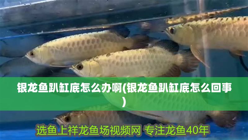 銀龍魚趴缸底怎么辦啊(銀龍魚趴缸底怎么回事)