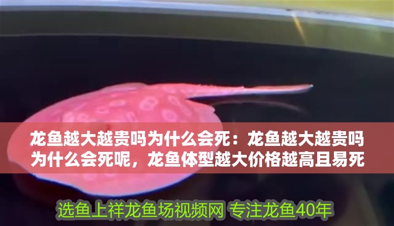 龍魚越大越貴嗎為什么會死：龍魚越大越貴嗎為什么會死呢，龍魚體型越大價(jià)格越高且易死亡 龍魚越大越貴嗎為什么會死：龍魚越大越貴嗎為什么會死呢，龍魚體型越大價(jià)格越高且易死亡 水族問答