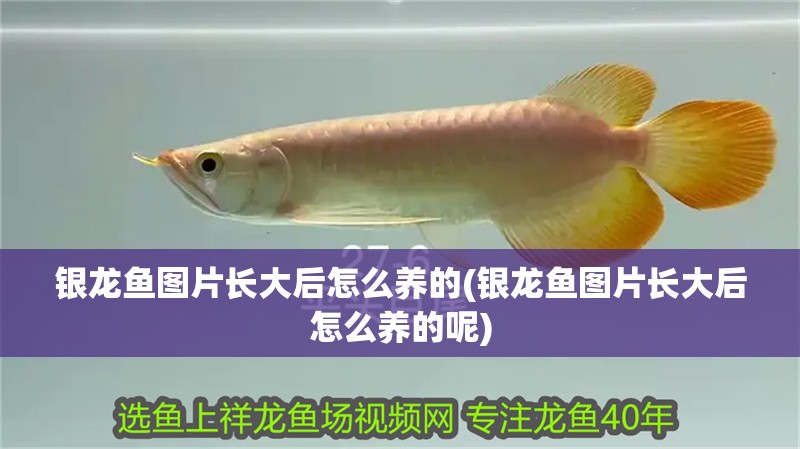 銀龍魚圖片長大后怎么養的(銀龍魚圖片長大后怎么養的呢)