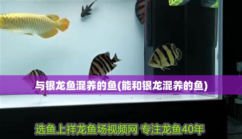 與銀龍魚混養(yǎng)的魚(能和銀龍混養(yǎng)的魚)