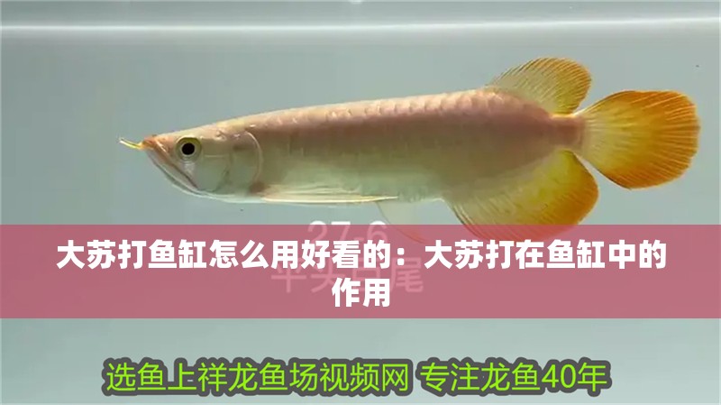 大蘇打魚缸怎么用好看的：大蘇打在魚缸中的作用