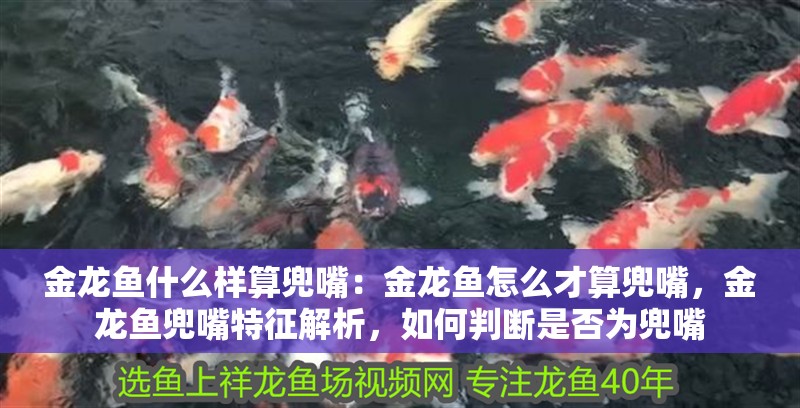 金龍魚什么樣算兜嘴：金龍魚怎么才算兜嘴，金龍魚兜嘴特征解析，如何判斷是否為兜嘴 金龍魚什么樣算兜嘴：金龍魚怎么才算兜嘴，金龍魚兜嘴特征解析，如何判斷是否為兜嘴 水族問答