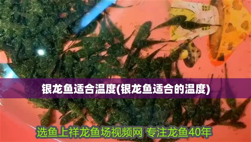 銀龍魚適合溫度(銀龍魚適合的溫度)