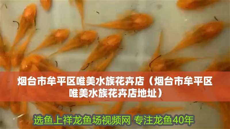煙臺市牟平區(qū)唯美水族花卉店（煙臺市牟平區(qū)唯美水族花卉店地址） 煙臺市牟平區(qū)唯美水族花卉店（煙臺市牟平區(qū)唯美水族花卉店地址） 全國水族館企業(yè)名錄 第2張