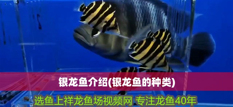 銀龍魚介紹(銀龍魚的種類)